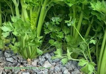 Cần tây thành phần và dinh dưỡng Cần tây thành phần và dinh dưỡng